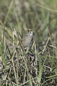 Seaside Sparrow