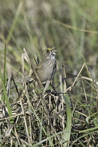 Seaside Sparrow