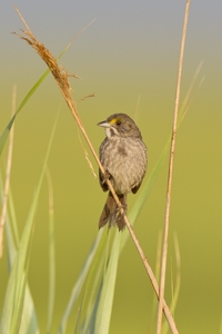 Seaside Sparrow