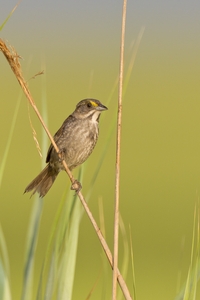 Seaside Sparrow