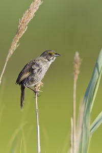 Seaside Sparrow