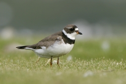 Semipalmated Plover