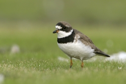 Semipalmated Plover