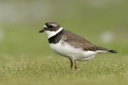 Semipalmated Plover