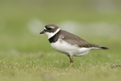 Semipalmated Plover