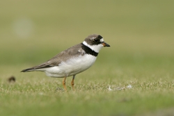 Semipalmated Plover