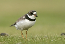 Semipalmated Plover