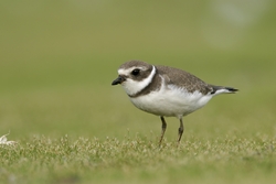Semipalmated Plover