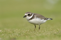 Semipalmated Plover