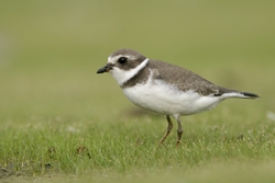 Semipalmated Plover