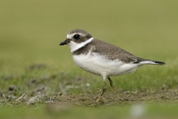Semipalmated Plover