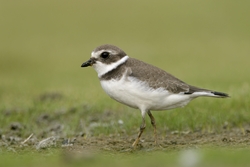 Semipalmated Plover