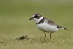 Semipalmated Plover