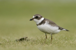 Semipalmated Plover