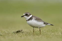 Semipalmated Plover