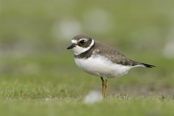Semipalmated Plover