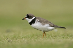 Semipalmated Plover