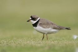 Semipalmated Plover