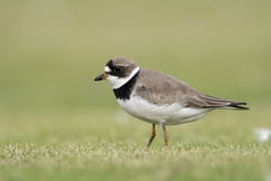 Semipalmated Plover