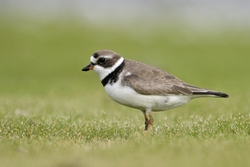Semipalmated Plover