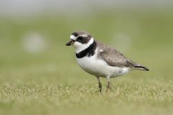 Semipalmated Plover