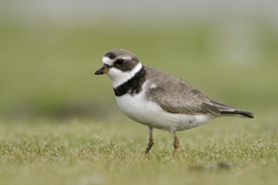 Semipalmated Plover