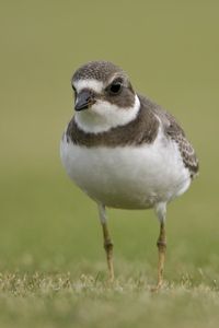Semipalmated Plover