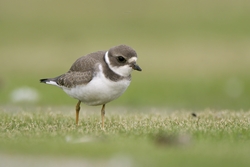 Semipalmated Plover