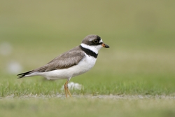 Semipalmated Plover