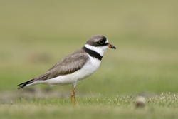 Semipalmated Plover