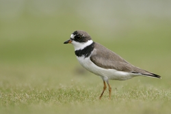 Semipalmated Plover