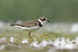 Semipalmated Plover