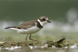 Semipalmated Plover