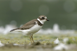 Semipalmated Plover