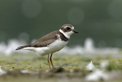 Semipalmated Plover