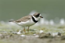 Semipalmated Plover