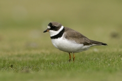 Semipalmated Plover