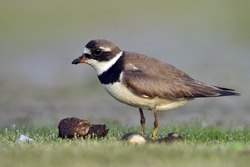 Semipalmated Plover