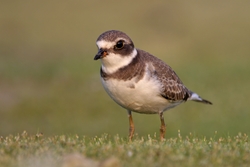 Semipalmated Plover