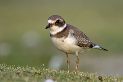 Semipalmated Plover