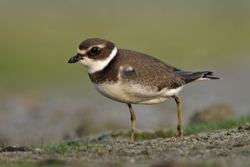Semipalmated Plover