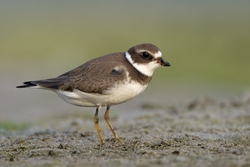 Semipalmated Plover