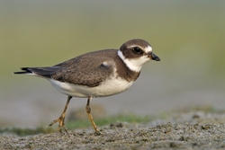 Semipalmated Plover