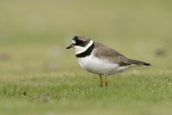 Semipalmated Plover