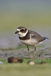 Semipalmated Plover