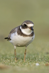 Semipalmated Plover