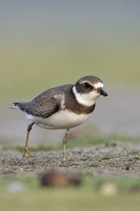 Semipalmated Plover