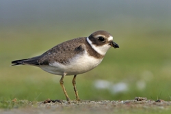 Semipalmated Plover