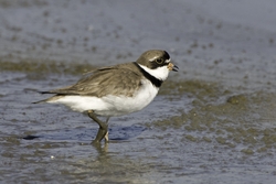 Semipalmated Plover