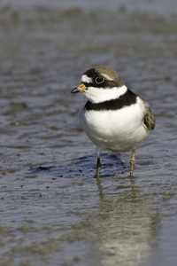 Semipalmated Plover